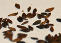 Aster alpinus seeds.JPG