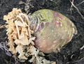 Big turnip after frost 120217.JPG