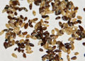 Campanula medium (Canterbury bells) seeds.JPG