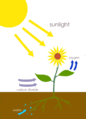 Schematic Photosynthesis - WikiCommons.gif