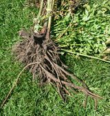 Lovage roots 120801.JPG