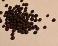 Chinese cabbage seeds.JPG