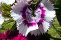 Dianthus barbatus (Sweet William).jpg