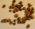 Corn salad seeds.JPG
