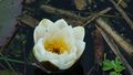 080523 Water lily 1.JPG