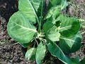 Brussels sprout, plant in growth.jpg