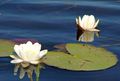 080524 Water lily 2.JPG