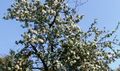 Old apple tree full with blossoms.jpg