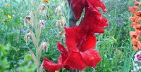 Gladiolus flower red.jpg