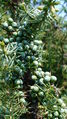 Juniperus Archem 1.JPG