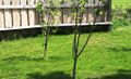 My garden - lawn with fruit trees and bench 120528.JPG
