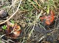Winter carrot and onion after frost 120217.JPG