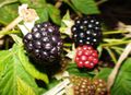 Blackberry fruits.JPG