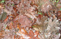 Natural mulch - leaves 111223.jpg
