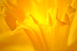 Daffodil 01.jpg