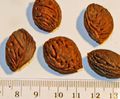 Apricot seeds - with cm-mm scale.JPG
