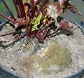 Beetroot in greenhouse - pot d 28 cm 120108.JPG