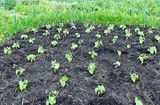 Young kidney beans plants.jpg
