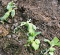 Fava beans greenhouse after frost 120217.JPG