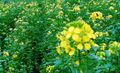Field with mustard flowers 2 101005.JPG