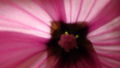 Lavatera flower - heart 110712 - Copy.JPG