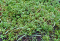 Soil covered with weeds 111223.jpg