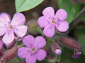 Saponaria ocymoides, Soapwort species - Wikimedia Commons.jpg