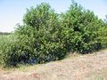 2003-07-14 Alder shrubs.JPG