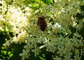 Bee collecting pollen from elder flowers.jpg