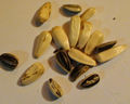 Sunflower seeds 1.JPG