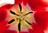 Tulip heart of flower.jpg