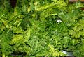 Kale ready to cook.JPG
