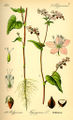 Buckwheat Fagopyrum esculentum0.jpg