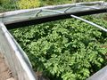 Potatoes in cold frame May 24, 2012.JPG