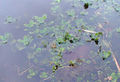 Watercress in pond in winter 111223.jpg