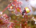 Fly trapped by mucilage of sundew - Wikimedia Commons.jpg