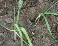 Garlic greenhouse after frost 120217.JPG