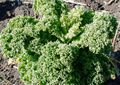 Kale plant in spring.JPG