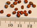 Radish (Raphanus sativus) seeds - with cm-mm scale.JPG