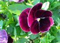 Magenta dye viola flower.jpg