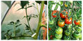 Tomato pruning 120720.jpg
