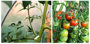 Tomato pruning 120720.jpg