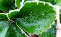 Frozen strawberry leaf 101127 (4).JPG