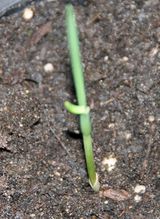 Garlic sown from seed Jan 2012.JPG