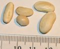 Green pole bean seeds - with cm-mm scale.JPG