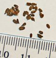 Winter carrot seeds - with mm-cm scale.JPG