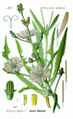 Chicory Cichorium intybus0 pub dom.jpg