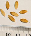 Gherkin seeds - with mm-cm scale.JPG