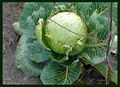 White cabbage 111221.JPG