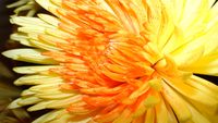 080629 Chrysanthemum yellow.jpg